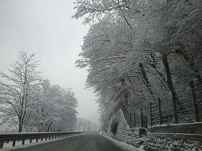 sneeuw, weg, asfalt, winter, boom, natuur, Cold - temperatuur
