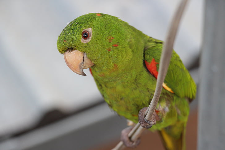 Maritaca, uccello, Brasile