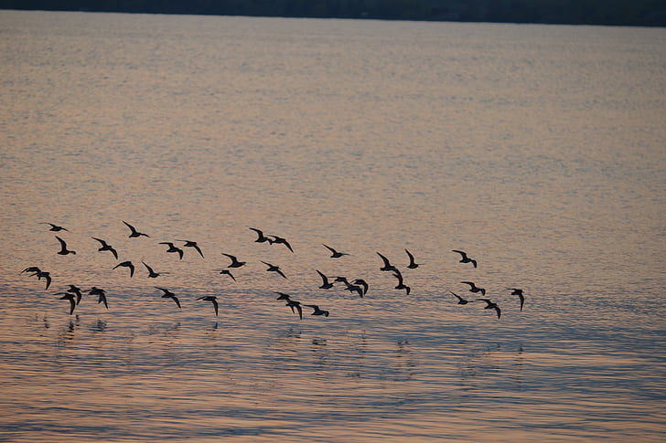 Flock, vtáky, jazero, krásny, Park, rybník, vták