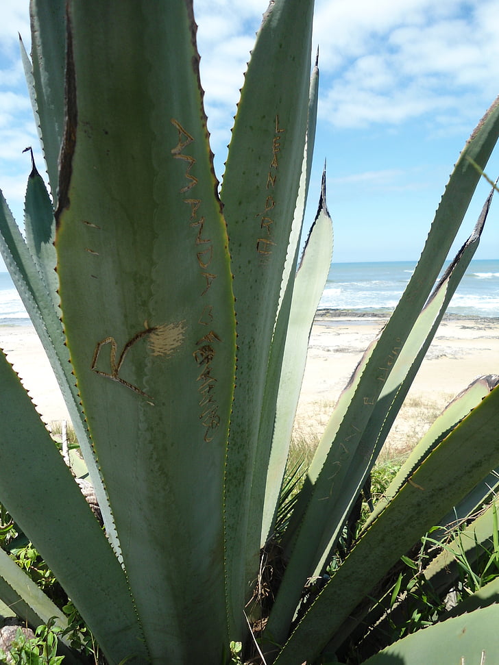 Agawa, roślina, mar, Plaża, wieże Beach, Rio grande sul, słona woda