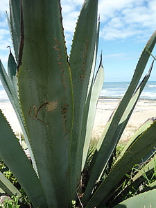 Agava, biljka, Ožujak, plaža, plaža kule, Rio grande do sul, slana voda