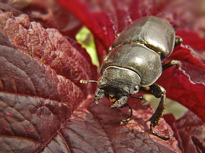 kumbang, serangga, hitam, makro, Keterangan rahasia, kumparan