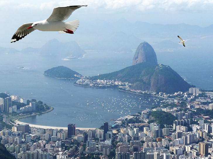 Rio de janeiro, mar, Ocean, ptaki, głowa cukru pão de açúcar, Brazylia, Mewa