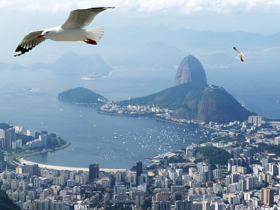 Rio de janeiro, Mar, Ocean, ptice, Sugar loaf pão de açúcar, Brazilija, galeb
