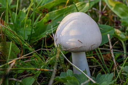 houby, Příroda, Les, bílá houba, Agaricus xanthodermus, stonek, tráva