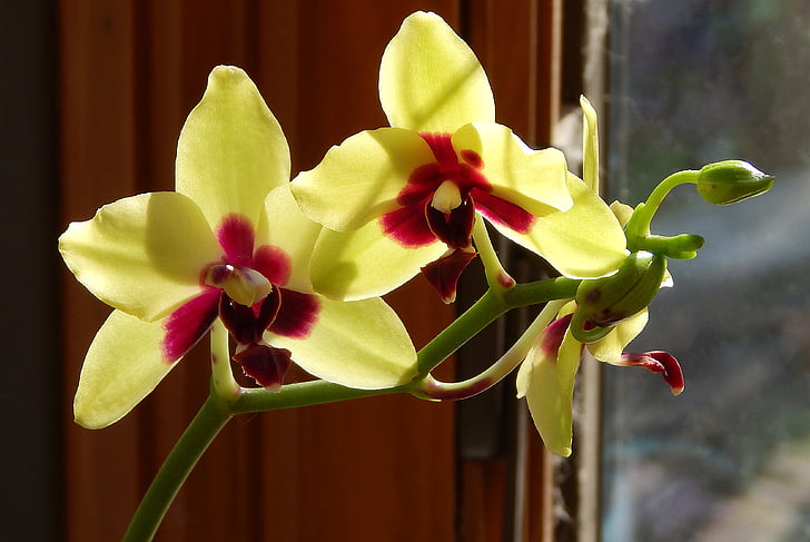phalaenopsis híbrida con cogollos, Phalaenopsis, Orquídea, amarillo, rojo, planta en maceta, planta
