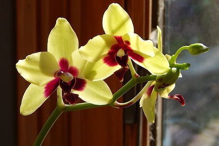 хибридни phalaenopsis с пъпки, Phalaenopsis, орхидея, жълто, червен, саксия растения, растителна