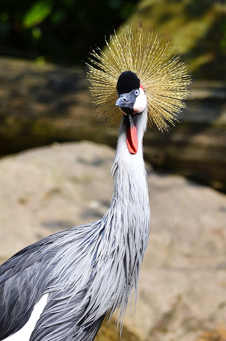 grey crowned crane, balearica pavonina, crane, pride, animal world, headdress, animals