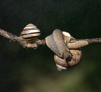 snails, casey, hooked, rain, shell, horns