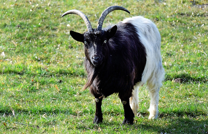 Billy goat, capra, capra domestica, cornuto, bestiame, Zoo di
