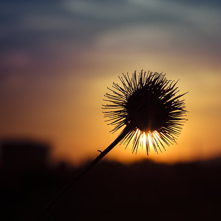 thistle, sun, contrast, in the evening, flower, sunset, nature