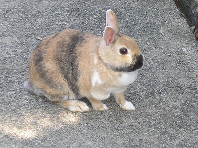rabbits, hare, pet, munchkins, animal, pets, cute