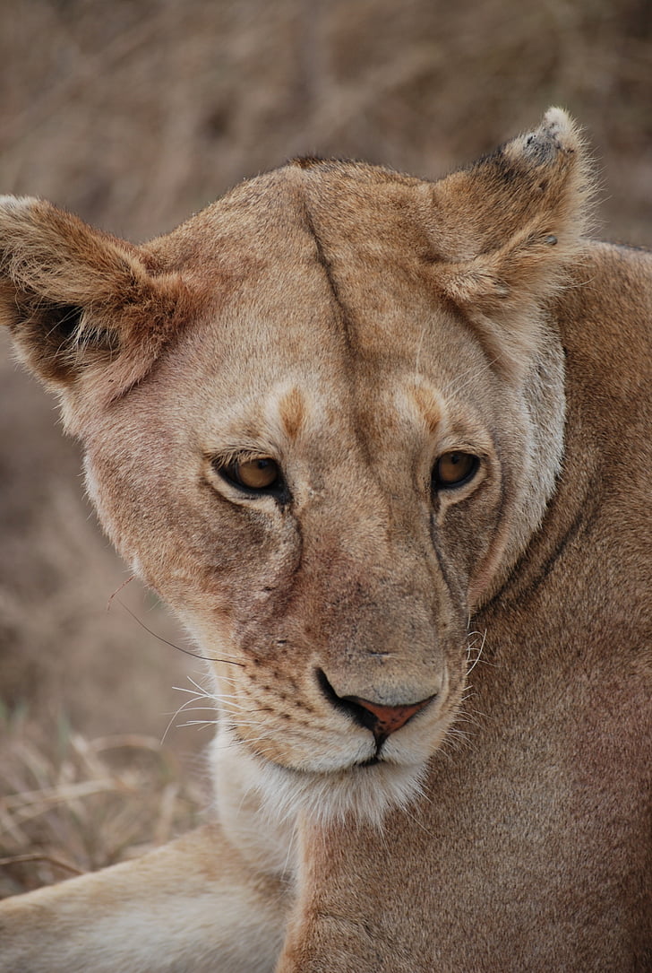 Löwe, Predator, Afrika, Safari, Tiere in freier Wildbahn, ein Tier, tierische wildlife