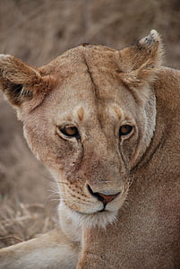 Lev, Predator, Afrika, Safari, zvieratá v divočine, jedno zviera, zvierat voľne žijúcich živočíchov