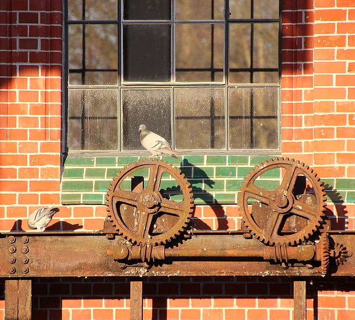pigeons, gears, wall, stone wall, wheels, stainless, technology