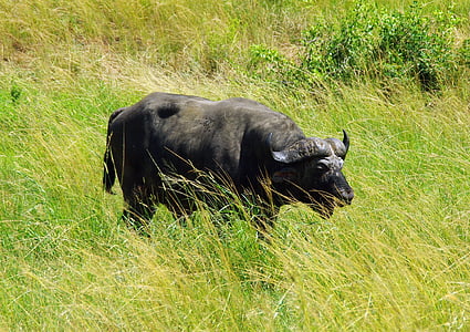 Sudáfrica, Parque Kruger, búfalo, Sabana, salvaje, animal, naturaleza
