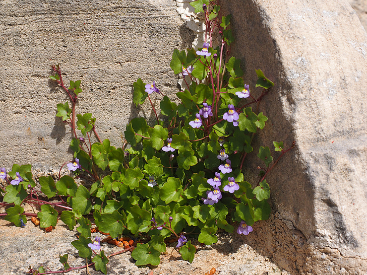 hierba del dulcimer, flor, floración, azul, violeta, púrpura, zymbelkraut