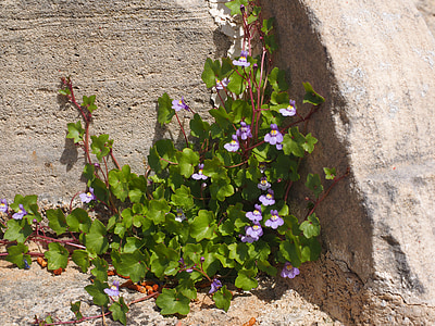 herba zampoña, flor, flor, blau, violeta, porpra, zymbelkraut