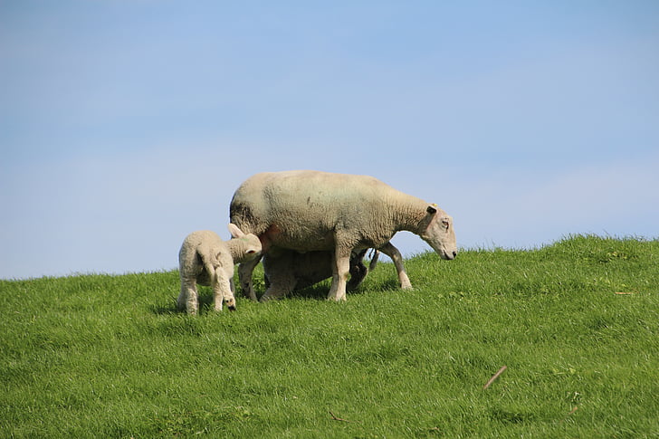 får, uld, lam, diget, schäfchen, Nordfrisland, dyr