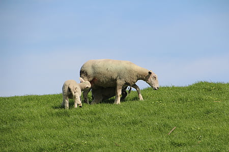 ovelhas, lã, Cordeiro, dique, schäfchen, Nordfriesland, animais
