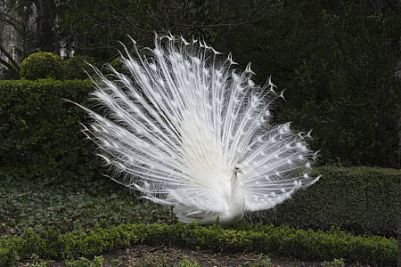 peacock, white, fauna, ave, feathers