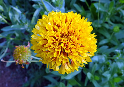 crisantemo, flor, amarillo, sevanthi, jardín, India, naturaleza