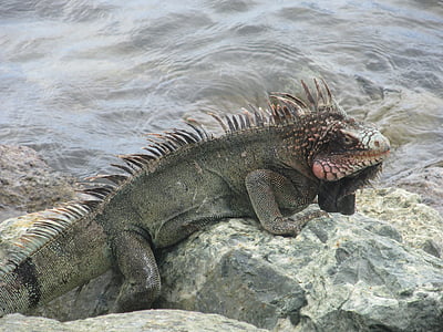iguana, lizard, reptile, wildlife, dragon, reptilian, tropical