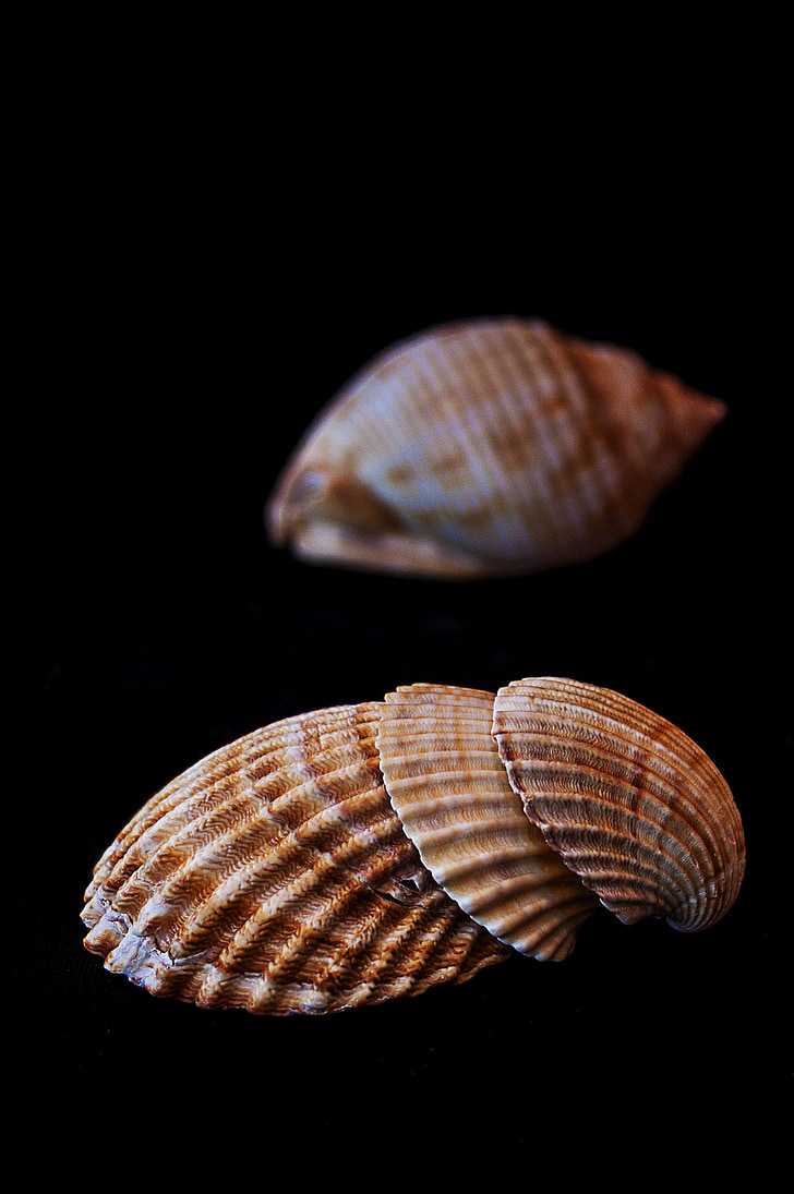 sea, shells, clams, molluscum, conch, shell, nature