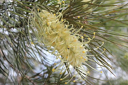 flor, flor australià, arbust, Austràlia, natura, groc, botànic