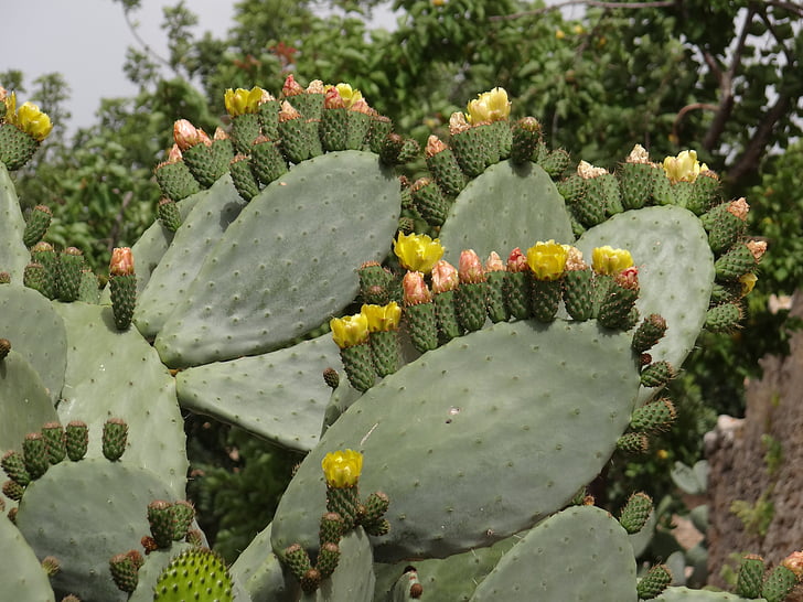 flores de cactus, higo chumbo, cactus, flores