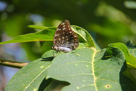 Luang prabang, Laos, UNESCO världsarv, fjäril, färgglada, Butterfly park, Park