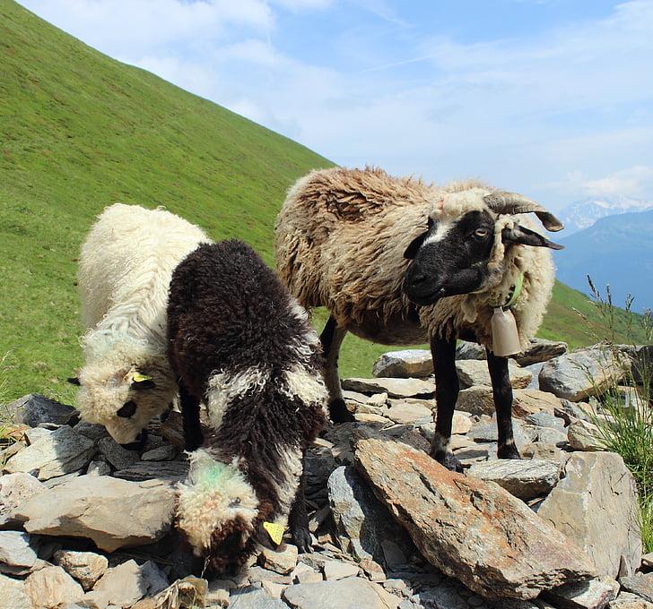 moutons, agneau, naturel, cher, Alpes, montagne