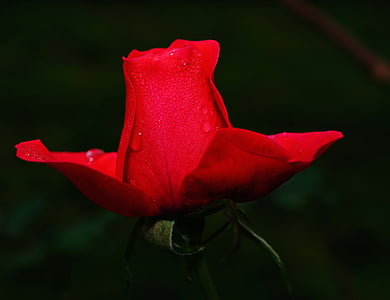 τριαντάφυλλο, λουλούδι, άνθος, άνθιση, μακροεντολή, Κλείστε, κόκκινο