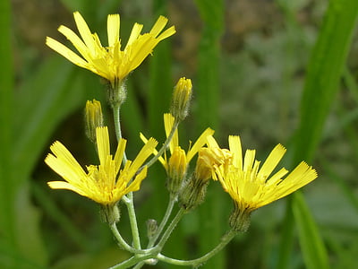 travniki dubius, tragopogon pratensis, cvet, cvet, cvet, rumena, kompoziti