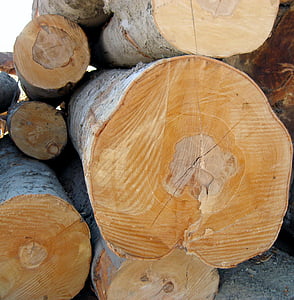 log, kayu, kayu, kayu, pohon, kayu, industri