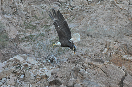 Bald eagle, lind, Raptor, lennu, Flying, hüppeliselt, looduslike