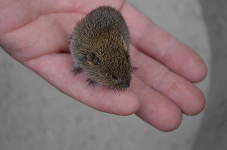 mouse, field mouse, animal, cute, trustful, hand