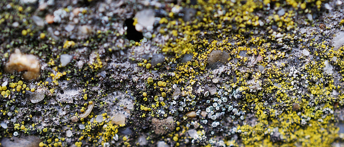 soil, lichen, sand, earth
