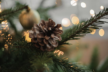 depth, field, photography, brown, pine, cone, christmas