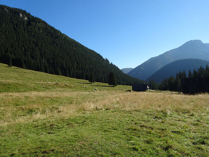 Westelijke Tatra, Bergen, chochołowska vallei, het nationaal park, Polen, natuur, landschap
