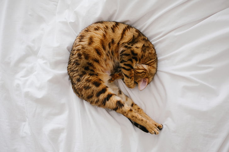 cat, kitten, pet, animal, white, bed, sheet