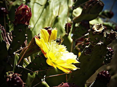 Figuera, Figa, cactus de pera Espinosa, dolç, arbust, abella, pistils