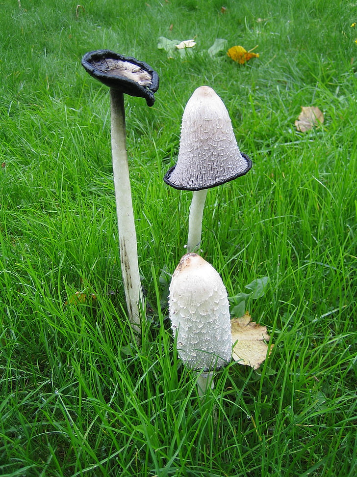 inktzwam, three stages, mushroom