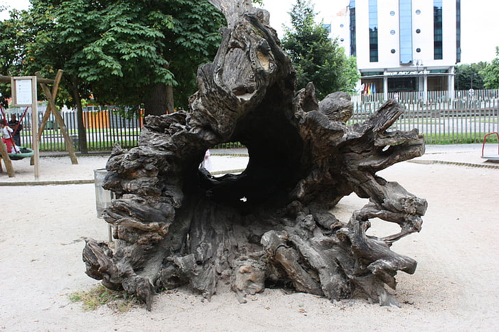 tree, trunk, wood