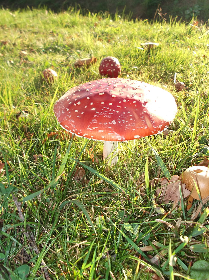 гриби, точка, Гриб, червоний білі крапки, білі крапки, токсичні гриб