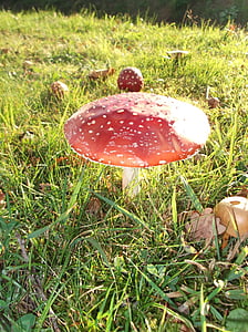 houby, tečka, houby, červené bílé tečky, bílé tečky, jedovaté houby