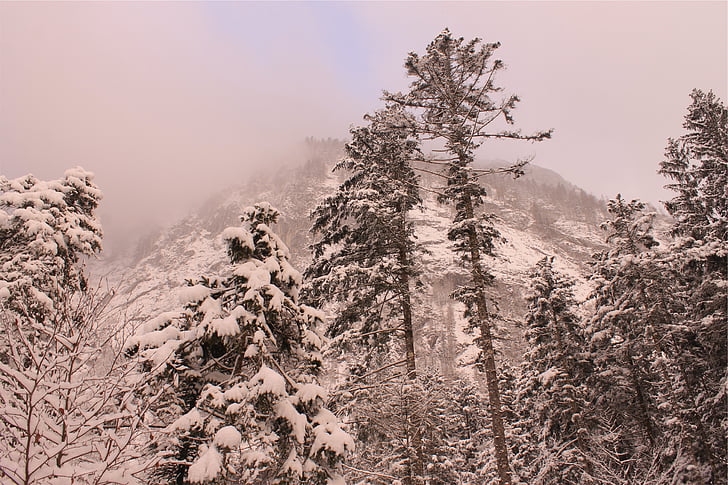 stabla, u okruženju, snijeg, Zima, Sezona, šuma, priroda