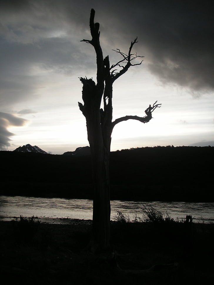 Chile, solnedgang, døde treet, tilbake lys