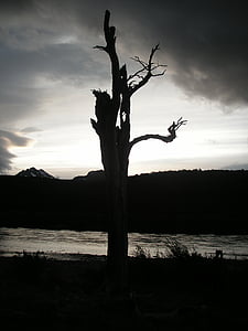 Chile, solnedgång, dött träd, motljus