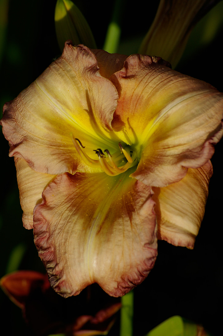 daylily, Lily, lill, punane, kollane, multicolour, Bloom